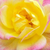 Rumeno - roza - Mini - pritlikave vrtnice     - Baby Masquerade®